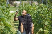 Full-Day Organic Wine Tour with Lunch from Tbilisi via Wine Route Kakheti