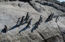 Penguins Watching Navigation Cachagua Island & Lunch From STGO