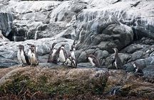 Penguins Watching Navigation Cachagua Island & Lunch From STGO