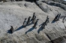 Penguins Watching Navigation Cachagua Island&Lunch From VALPARAIS