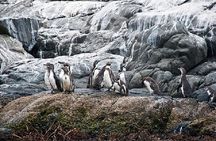 Penguins Watching Navigation Cachagua Island&Lunch From VALPARAIS