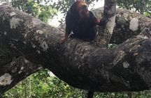 Private Sugarloaf Mountain and Tijuca Forest Tour
