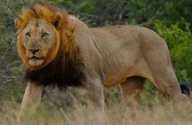 Hluhluwe Imfolozi Park Day Safari