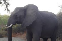 Hluhluwe Imfolozi Park Day Safari