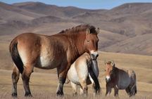 2 Days Hustai National Park and Nomadic homestay tour