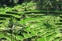 Best Of Ubud Tours