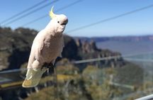 PJ Blue Mountains Supreme [MAX10+1]
