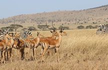 4 Day Mid-range Private Roundtrip Flying from Zanzibar