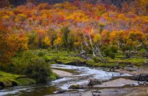 Ushuaia: Martillo Island and Walk Among Penguins Full-Day Tour