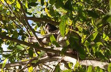 Regional Cruise in the Amazon