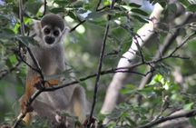 Regional Cruise in the Amazon