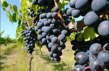 Small group - Napier, Wine, Beer & Cider Tour - 5.0 - 5.5 hours 