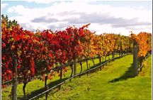 Small group - Napier, Wine and Beer Tour - 5.0 - 5.5 hours
