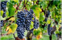 Small group - Napier, Wine and Beer Tour - 5.0 - 5.5 hours
