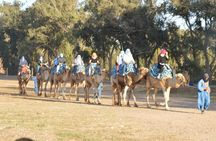 Sunset camel ride in Agadir with transport, tea and cakes.