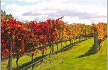 Small Group - Hawke's Bay - Napier Winery Tour - 5.5 hours