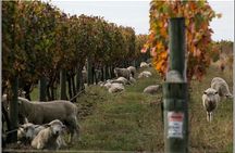 Premium 4 -Best Wineries Napier Hawke's Bay Tour, 5.5h - 6Hours