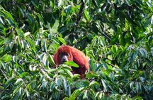 Howler Monkeys & Birds Hiking Gallery Forest