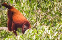 Howler Monkeys & Birds Hiking Gallery Forest
