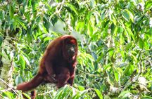 Howler Monkeys & Birds Hiking Gallery Forest