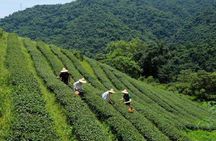 Yilan Rural Tea Picking Experience from Taipei City