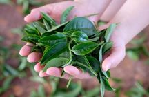 Yilan Rural Tea Picking Experience from Taipei City
