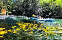 Midday Meander - Kealakekua Bay Kayak and Snorkel Adventure