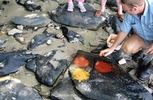 Private Daintree Wanderer Tour
