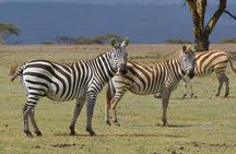 Lake Nakuru National Park: Day Trip from Nairobi