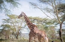 Half Day Giraffe Center Nairobi