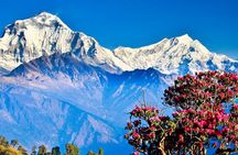Ghorepani Poon Hill Trek