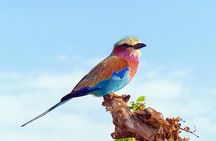3 Days 2 Nights Tsavo East Taita Hills Game Sanctuary on Stilts