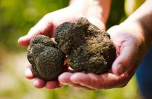 TOP TRUFFLES & WINE - Hunting & Tasting in Istria, Slovenia