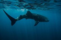 Cancun Whale Shark Encounter