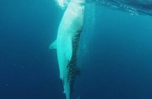 Cancun Whale Shark Encounter