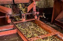 Nairobi Coffee Farm and Factory Tour