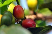 Nairobi Coffee Farm and Factory Tour