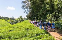 Kiambethu Tea Farm Tour & Lunch From Nairobi