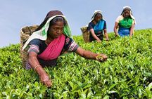 Tea Plucking and Tea Factory Visit from Nuwara Eliya.