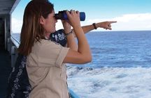 Early Bird Whale Watching Cruise from Waikiki