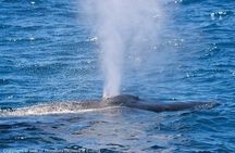 Early Bird Whale Watching Cruise from Waikiki