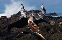 Day tour to Pinzón Island and La Fé/Palmitas Bay with snorkeling and fishing