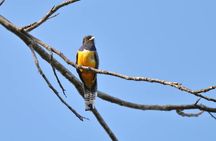 Birdwatching Tour Manuel Antonio / Esquipulas Private Tour 