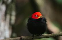 Birdwatching Tour Manuel Antonio / Esquipulas Private Tour 