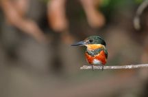 Birding at El Rey. (Marshes,rice fields,canals) Private Birding Tour 