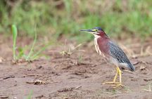 Birding at El Rey. (Marshes,rice fields,canals) Private Birding Tour 