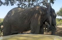 7 Day Tanzania visiting Arusha, Lake Manyara, Serengeti, Ngorongoro & Tarangire