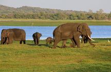 Private Day Trip To Sigiriya Dambulla and Safari From Colombo