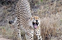 Kruger Park Safari: Guided Day Tour from Nelspruit
