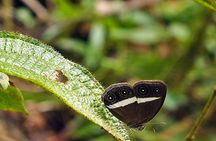 Sinharaja Rain Forest Guided Day Tour From Colombo and Negombo